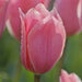 Tulipa emperor 'Albert Heijn'( Bulbs) Spring Blooming - Caribbean garden seed