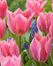Tulipa emperor 'Albert Heijn'( Bulbs) Spring Blooming - Caribbean garden seed