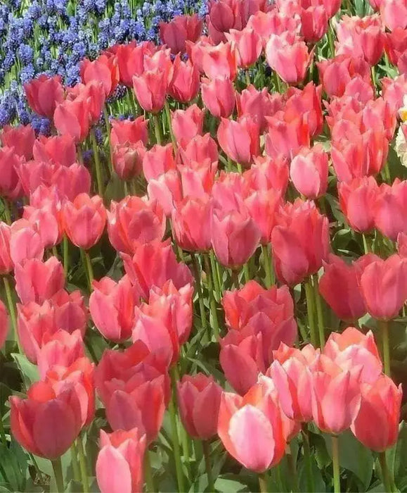Tulipa emperor 'Albert Heijn'( Bulbs) Spring Blooming - Caribbean garden seed