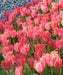 Tulipa emperor 'Albert Heijn'( Bulbs) Spring Blooming - Caribbean garden seed