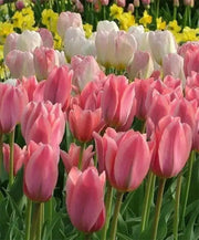 Tulipa emperor 'Albert Heijn'( Bulbs) Spring Blooming - Caribbean garden seed