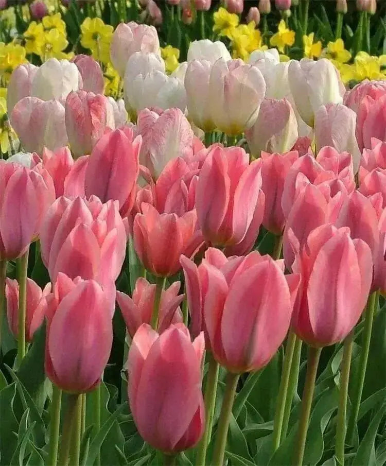 Tulipa emperor 'Albert Heijn'( Bulbs) Spring Blooming - Caribbean garden seed