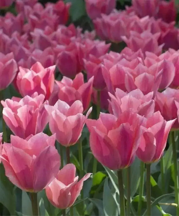 Tulipa emperor 'Albert Heijn'( Bulbs) Spring Blooming - Caribbean garden seed