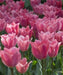 Tulipa emperor 'Albert Heijn'( Bulbs) Spring Blooming - Caribbean garden seed