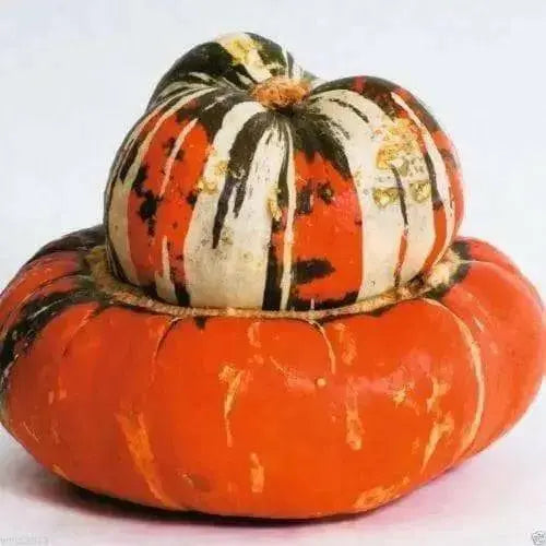 turk's turban squash Seed (Winter Squash) Untreated - Caribbean garden seed