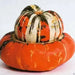 turk's turban squash Seed (Winter Squash) Untreated - Caribbean garden seed