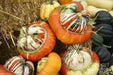 turk's turban squash Seed (Winter Squash) Untreated - Caribbean garden seed