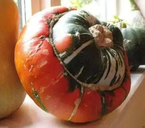 turk's turban squash Seed (Winter Squash) Untreated - Caribbean garden seed