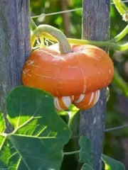 turk's turban squash Seed (Winter Squash) Untreated - Caribbean garden seed