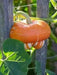 turk's turban squash Seed (Winter Squash) Untreated - Caribbean garden seed