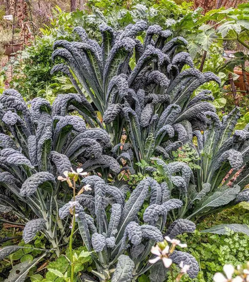 Tuscan Black Kale Seeds  , A MUST GROW Vegetable - Caribbean garden seed