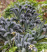 Tuscan Black Kale Seeds  , A MUST GROW Vegetable - Caribbean garden seed