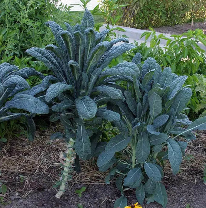 Tuscan Black Kale Seeds  , A MUST GROW Vegetable - Caribbean garden seed