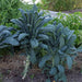 Tuscan Black Kale Seeds  , A MUST GROW Vegetable - Caribbean garden seed