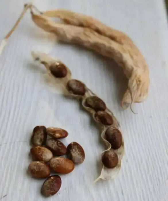 TURKEY CRAW BEAN, Organic Seeds - Phaseolus Vulgaris - Heirloom Pole bean - Caribbean garden seed