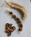 TURKEY CRAW BEAN, Organic Seeds - Phaseolus Vulgaris - Heirloom Pole bean - Caribbean garden seed