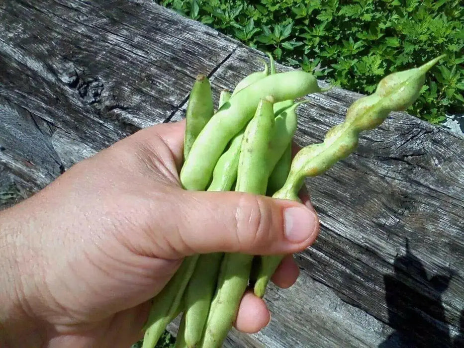 TURKEY CRAW BEAN, Organic Seeds - Phaseolus Vulgaris - Heirloom Pole bean - Caribbean garden seed