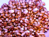 TURKEY CRAW BEAN, Organic Seeds - Phaseolus Vulgaris - Heirloom Pole bean - Caribbean garden seed