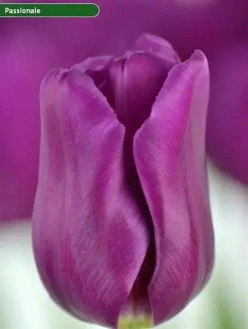 Tulip,Passionale(Bulbs)Great for Bouquets,Large Blooms - Caribbean garden seed