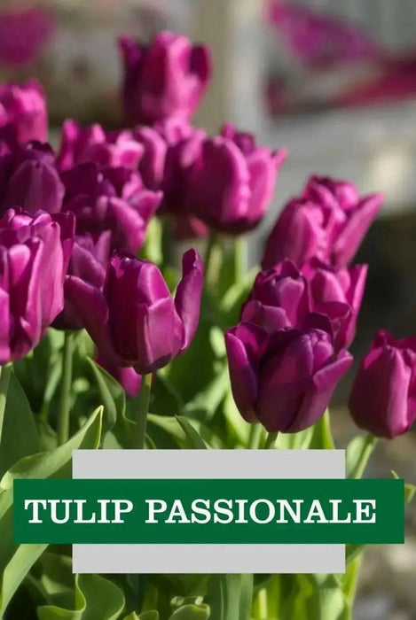 Tulip,Passionale(Bulbs)Great for Bouquets,Large Blooms - Caribbean garden seed