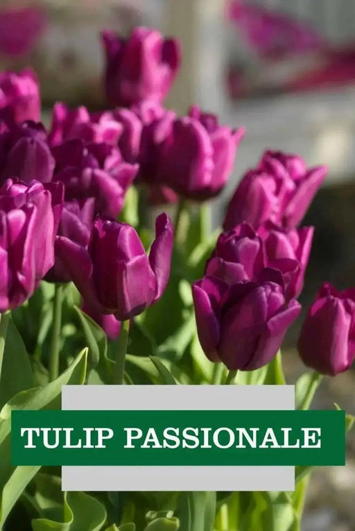Tulip,Passionale(Bulbs)Great for Bouquets,Large Blooms - Caribbean garden seed
