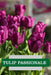 Tulip,Passionale(Bulbs)Great for Bouquets,Large Blooms - Caribbean garden seed