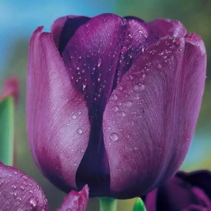 Tulip,Passionale(Bulbs)Great for Bouquets,Large Blooms - Caribbean garden seed