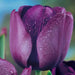 Tulip,Passionale(Bulbs)Great for Bouquets,Large Blooms - Caribbean garden seed