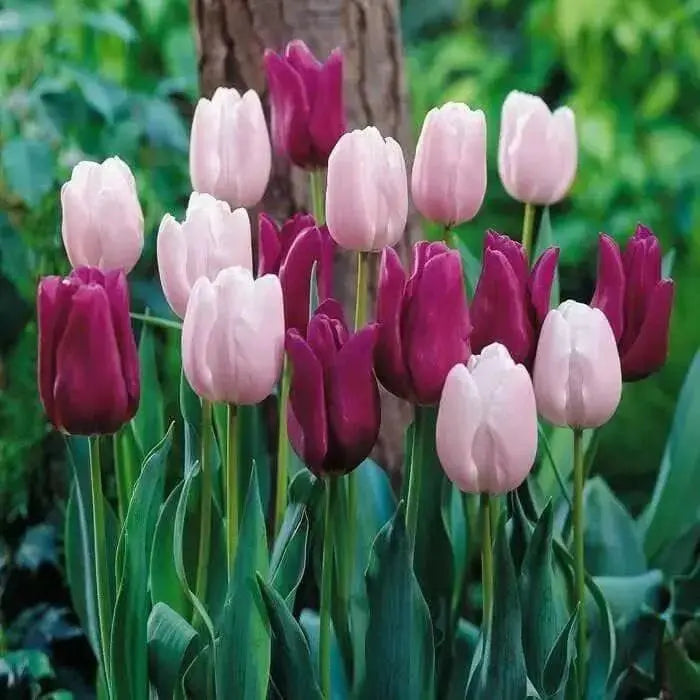 Tulip,Passionale(Bulbs)Great for Bouquets,Large Blooms - Caribbean garden seed