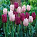 Tulip,Passionale(Bulbs)Great for Bouquets,Large Blooms - Caribbean garden seed