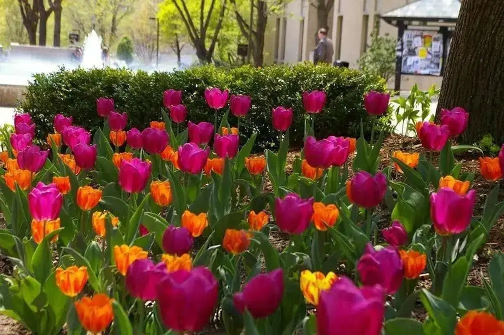 Tulip,Passionale(Bulbs)Great for Bouquets,Large Blooms - Caribbean garden seed