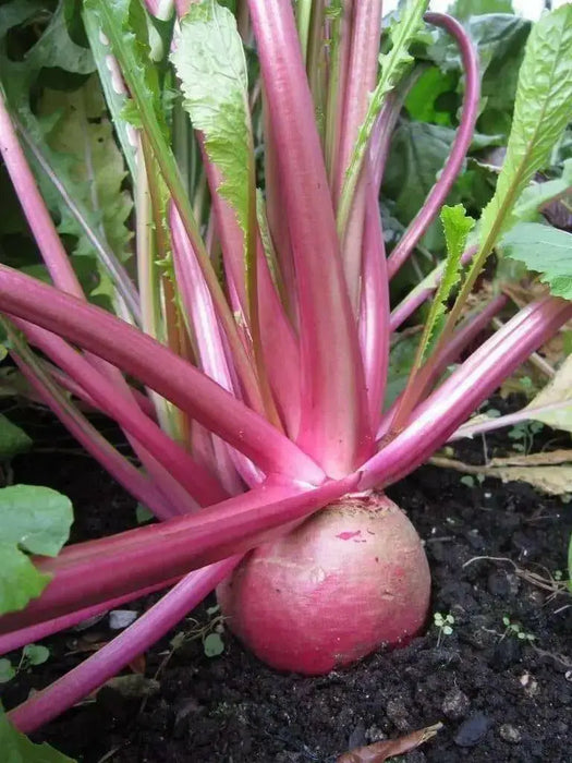 Turnip Seeds,Red Round Japanese Turnip, leafy tops are pink-ribbed and tender ! - Caribbean garden seed
