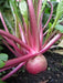 Turnip Seeds,Red Round Japanese Turnip, leafy tops are pink-ribbed and tender ! - Caribbean garden seed