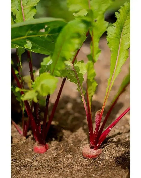 Turnip Seeds,Red Round Japanese Turnip, leafy tops are pink-ribbed and tender ! - Caribbean garden seed