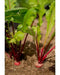 Turnip Seeds,Red Round Japanese Turnip, leafy tops are pink-ribbed and tender ! - Caribbean garden seed