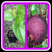 UBE Purple Yam ,Starter Plant, CARIBBEAN PRODUCT - Caribbean garden seed