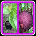 UBE Purple Yam ,Starter Plant, CARIBBEAN PRODUCT - Caribbean garden seed