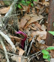 UBE Purple Yam ,Starter Plant, CARIBBEAN PRODUCT - Caribbean garden seed