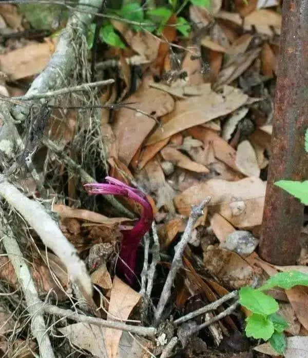 UBE Purple Yam ,Starter Plant, CARIBBEAN PRODUCT - Caribbean garden seed