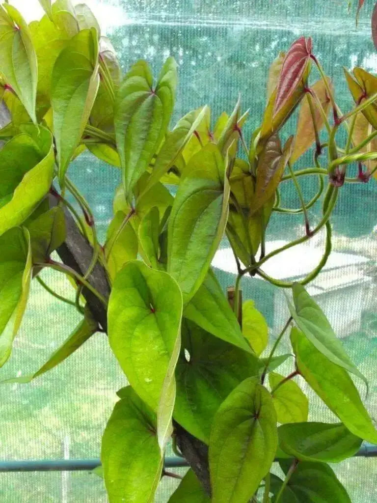 ube plant seeds UBE Purple Yam Starter Plant – Dioscorea Alata Caribbean Product — Caribbean garden seed