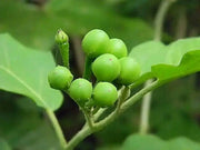 TURKEY BERRY SEEDS ,Pea Green Eggplant , Asian Vegetable - Caribbean garden seed