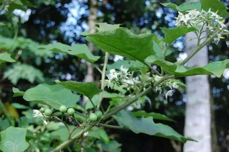 TURKEY BERRY SEEDS ,Pea Green Eggplant , Asian Vegetable - Caribbean garden seed