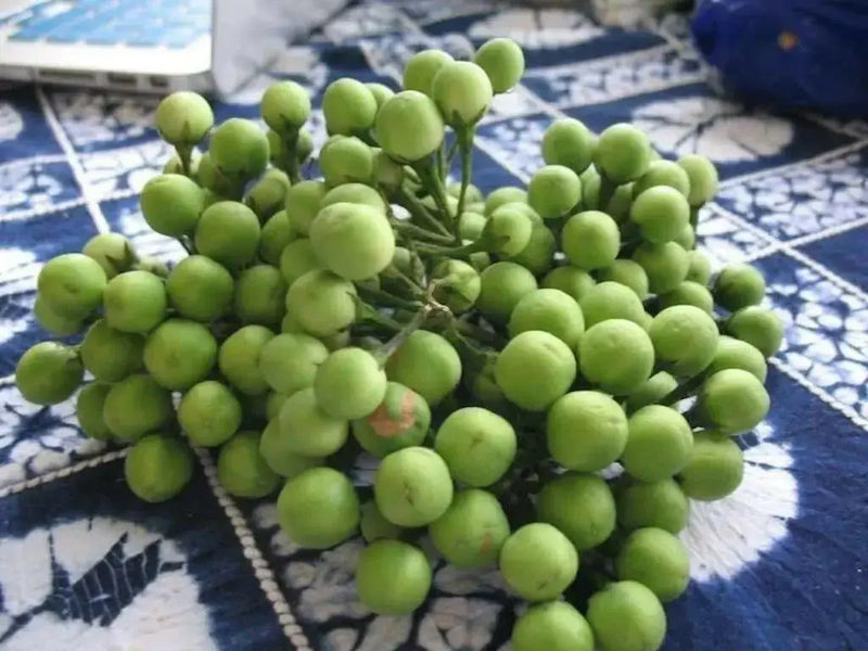 TURKEY BERRY SEEDS ,Pea Green Eggplant , Asian Vegetable - Caribbean garden seed