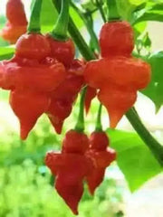 Turks Cap,'RED Pepper - 10 Seeds  (Capsicum annuum)  HOT - Caribbean garden seed