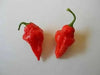 Turks Cap,'RED Pepper - 10 Seeds  (Capsicum annuum)  HOT - Caribbean garden seed