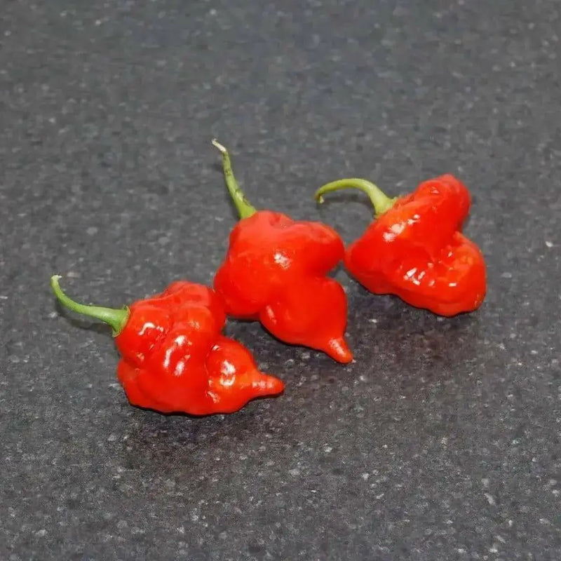 Turks Cap,'RED Pepper - 10 Seeds  (Capsicum annuum)  HOT - Caribbean garden seed