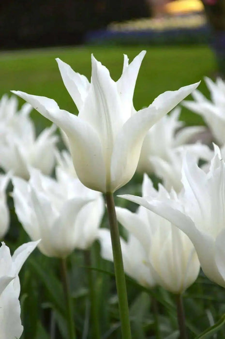 TULIP white triumphator Lily Flowering - Caribbean garden seed