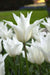 TULIP white triumphator Lily Flowering - Caribbean garden seed