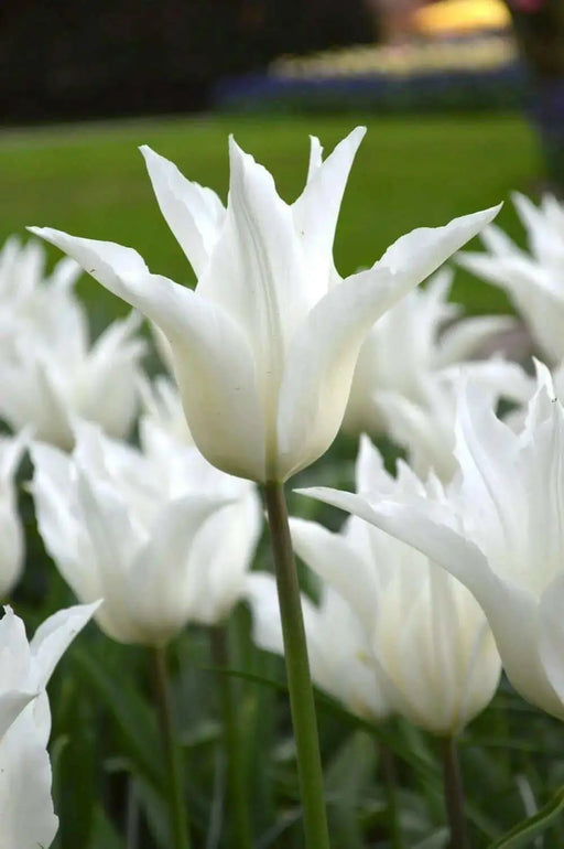 TULIP white triumphator Lily Flowering - Caribbean garden seed