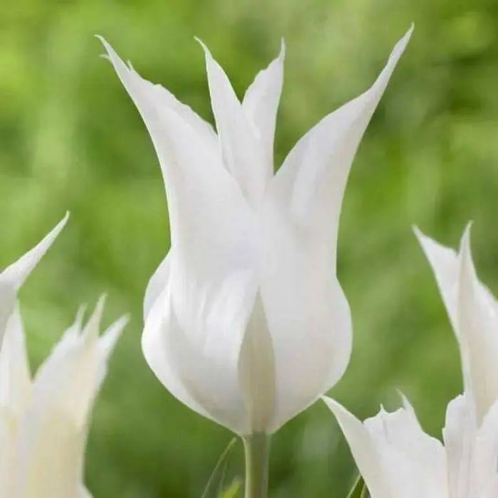 TULIP white triumphator Lily Flowering - Caribbean garden seed